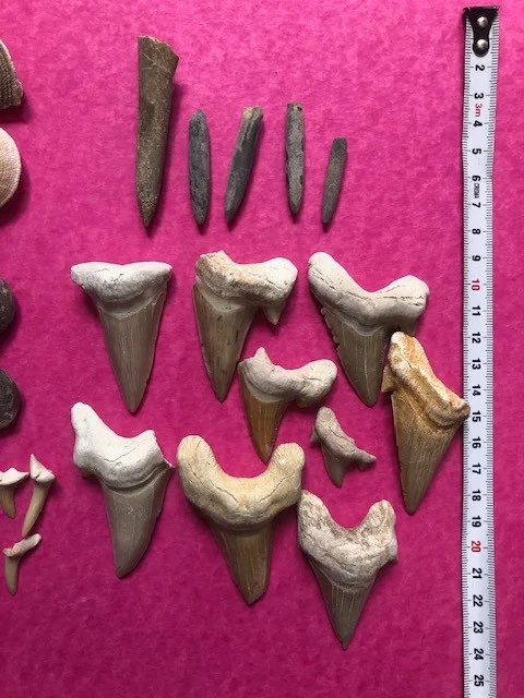 FOSSILES à identifier